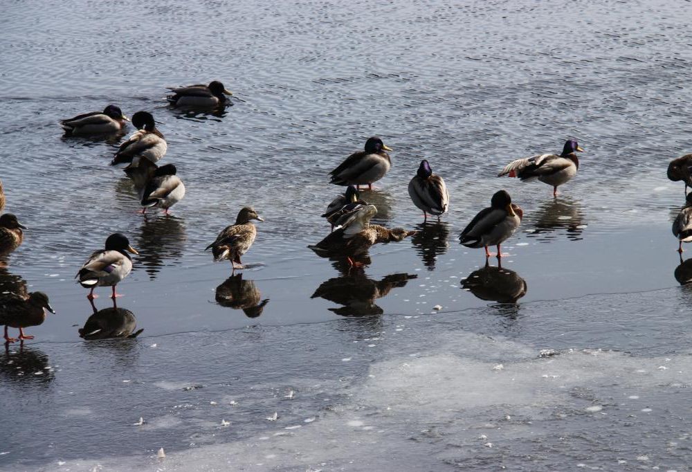 Änderna i Tyresö-Flaten har väntat länge på öppet vatten.