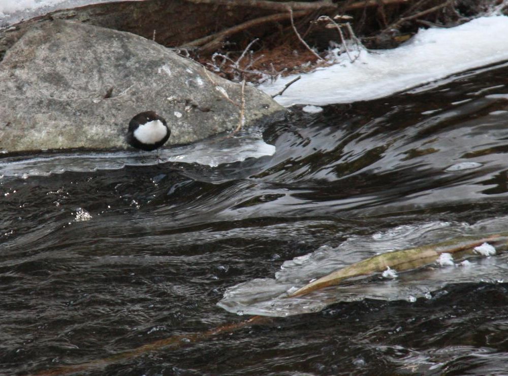 Den lilla, runda strömstaren är inte rädd för vatten. Snart dyker den ner i det kalla, forsande vattnet för att hämta mat.