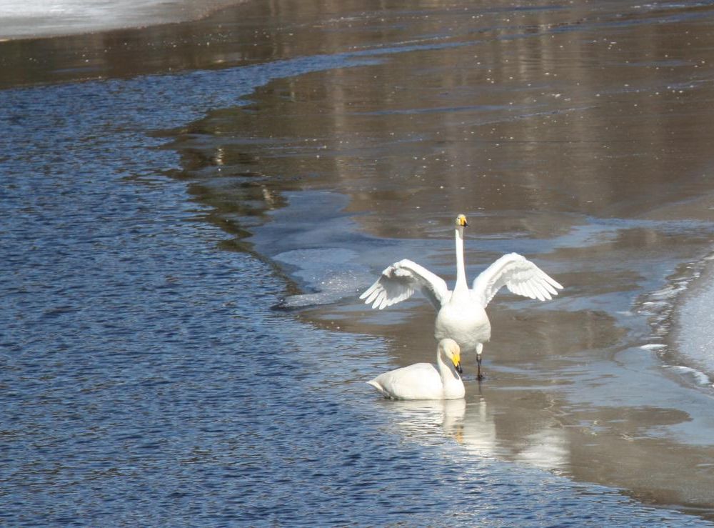 Isen går upp och sångsvanarna på isen i Tyresö-Flaten provar sina vingar.