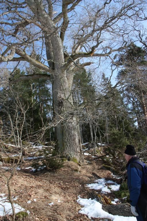 Den stora eken intill Oppsätra torpruin är flera hundra år gammal. Åke Wansölin från Tyresö betraktar den.
